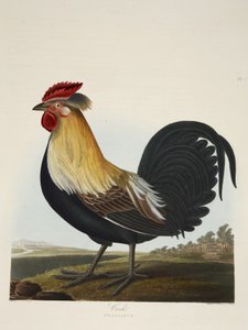 Cock, Phasianus, fra "A Selection of British Birds", pub. 1835 (håndfarget gravering) av Charles Auguste (after) Steuben