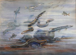 Havfisk, ca. 1907 (akvarell)