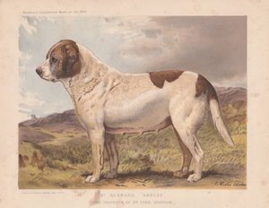 St. Bernard "abbedisse".