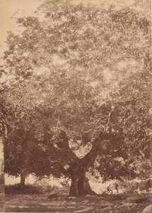 Valnøtttreet til keiser Charles V, Yuste, 1858.