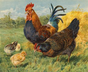 Kyllinger (chromolitho)
