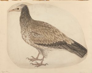 egyptisk gribb av Charles Collins
