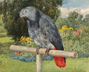 Grå papegøye (chromolitho) av Charles Collins