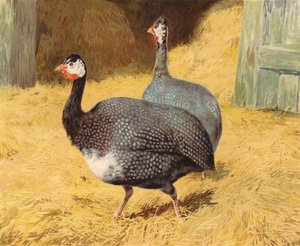 Perlehøne (chromolitho) av Charles Collins