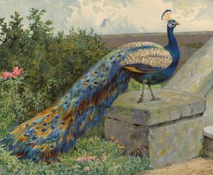 Påfugl (chromolitho)