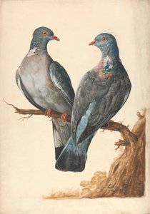 To skogduer av Charles Collins