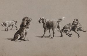 Studier av hunder (penn, pensel, blekk og gouache på papir)