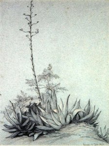 Blomstrende Yucca av Charles Damour