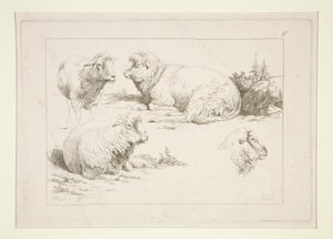 Studie av sauer av Charles Echard