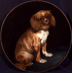 En King Charles Spaniel