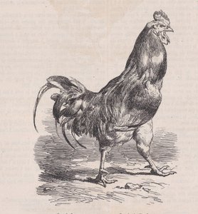 Gårdhane, vanlig rase., fra Magasin Pittoresque, ca. 1852. av Charles Emile Jacque