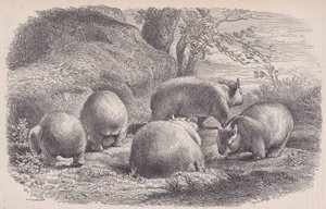 The Wombat, fra Le Magasin Pittoresque, ca. 1852. av Charles Emile Jacque