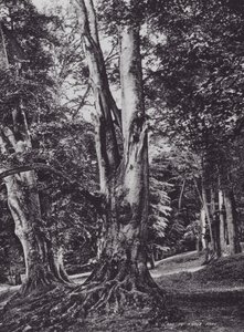 A Glade in Knole Park (s/hvitt bilde) av Charles Essenhigh Corke