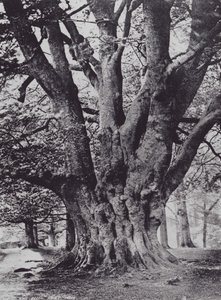 King Beech, Knole Park (s/hvitt bilde) av Charles Essenhigh Corke