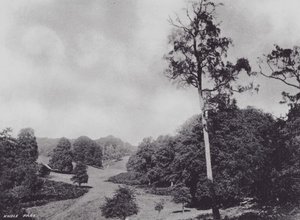Knole Park (s/hvitt bilde) av Charles Essenhigh Corke