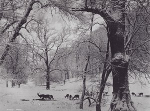 Knole Park (s/hvitt bilde) av Charles Essenhigh Corke
