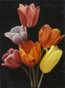 mai-blomstrende tulipaner (fargebilde) av Charles Essenhigh Corke
