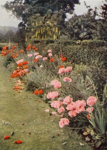 Oriental Poppies (colour photo)   1324055   no       norwegian Successfully Translated  Original: Mercury, plate from a suite of 6 ornamental designs with the Judgement of Paris Translat: Mercury, plate from a suite of 6 ornamental designs with the Judgeme av Charles Essenhigh Corke