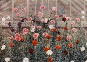 Evig blomstrende nelliker (fargebilde) av Charles Essenhigh Corke