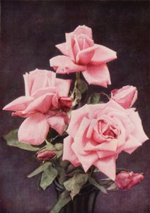 Rose Lady Ashtown (fargebilde) av Charles Essenhigh Corke