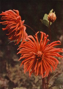 Cactus Dahlia "Brisbane" (fargebilde) av Charles Essenhigh Corke