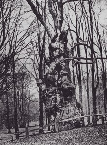 The Old Oak, Knole Park (s/hvitt bilde) av Charles Essenhigh Corke
