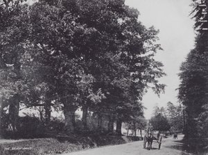 The Seven Oaks (s/hvitt bilde) av Charles Essenhigh Corke