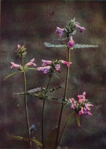 Ville blomster: Betony (fargebilde) av Charles Essenhigh Corke