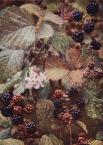 Ville blomster: Bramble (fargebilde) av Charles Essenhigh Corke