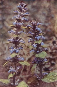 Ville blomster: Bugle (fargebilde) av Charles Essenhigh Corke