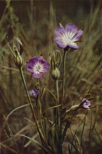 Ville blomster: Corn-Cockle (fargebilde) av Charles Essenhigh Corke