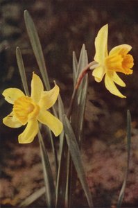 Ville blomster: Påskelilje (fargebilde) av Charles Essenhigh Corke