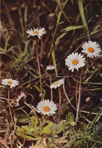 Ville blomster: Daisy (fargebilde) av Charles Essenhigh Corke