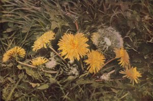 Ville blomster: Løvetann (fargebilde) av Charles Essenhigh Corke