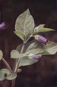 Ville blomster: Deadly Nightshade (fargebilde) av Charles Essenhigh Corke