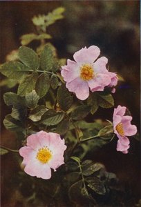 Ville blomster: Hunderose (fargebilde)