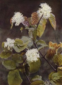 Ville blomster: Dogwood (fargebilde) av Charles Essenhigh Corke