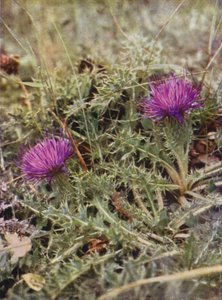 Ville blomster: Dvergtistel (fargebilde) av Charles Essenhigh Corke