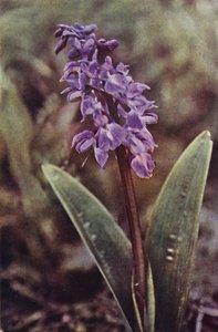 Ville blomster: Early Purple Orchid (fargebilde) av Charles Essenhigh Corke