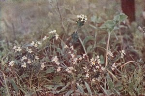 Ville blomster: Eyebright (fargebilde) av Charles Essenhigh Corke