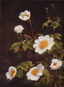 Ville blomster: Field Rose (fargebilde)
