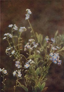 Ville blomster: Forget-Me-Not (fargebilde) av Charles Essenhigh Corke