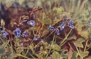 Ville blomster: Germander Speedwell (fargebilde) av Charles Essenhigh Corke