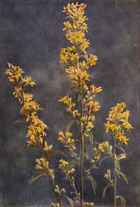 Ville blomster: Golden Rod (fargebilde) av Charles Essenhigh Corke