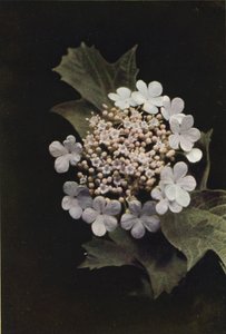 Ville blomster: Guelder Rose (fargebilde) av Charles Essenhigh Corke