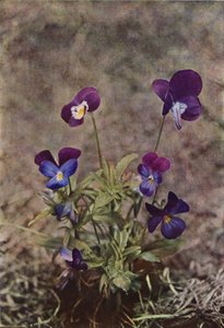 Ville blomster: Heartsease (fargebilde) av Charles Essenhigh Corke