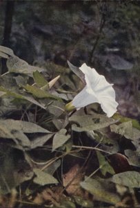 Ville blomster: Hedge Convolvulus (fargebilde) av Charles Essenhigh Corke