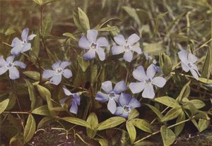 Ville blomster: Lesser Periwinkle (fargebilde) av Charles Essenhigh Corke