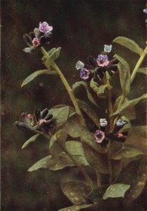 Ville blomster: Lungwort (fargebilde) av Charles Essenhigh Corke