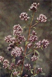 Ville blomster: Merian (fargebilde) av Charles Essenhigh Corke